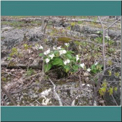 2011CG-0256-Trillium - Photo by Ulli Diemer