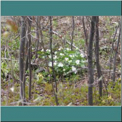 2011CG-0259-Trilliums - Photo by Ulli Diemer