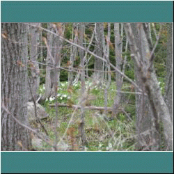 2011CG-0260-Trilliums - Photo by Ulli Diemer