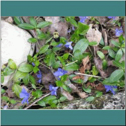 2011CG-0261-BlueFlowers - Photo by Ulli Diemer