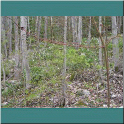 2011CG-0283-Trillium - Photo by Ulli Diemer