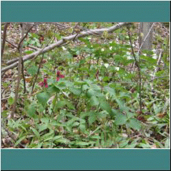 2011CG-0284-Trilliums - Photo by Ulli Diemer