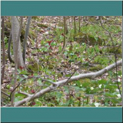 2011CG-0285-Trilliums - Photo by Ulli Diemer