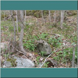 2011CG-0287-Trillium - Photo by Ulli Diemer