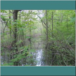 Photo by Ulli Diemer - Rondeau - Spicebush Trail Marsh