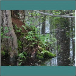 Photo by Ulli Diemer - Rondeau - Spicebush Trail Marsh