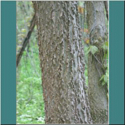 Photo by Ulli Diemer - Tree Bark - Point Pelee