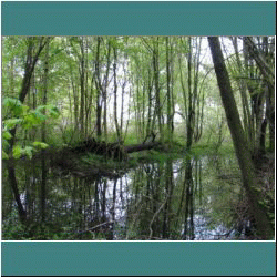 Photo by Ulli Diemer - Point Pelee Marsh