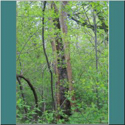 Photo by Ulli Diemer - Tree - PointPelee