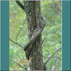 Photo by Ulli Diemer - Tree - Point Pelee