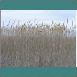 Photo by Ulli Diemer - Marsh - Point Pelee