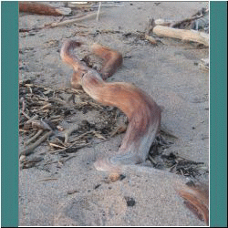 2011CG-0537b-Driftwood-Pukaskwa - Photo by Ulli Diemer