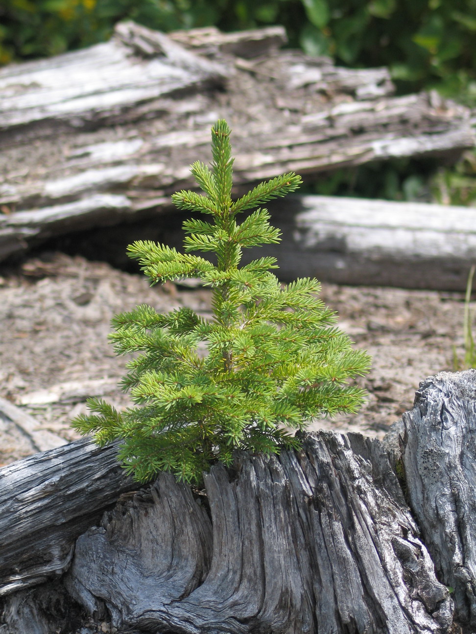 Pukaskwa August 2011