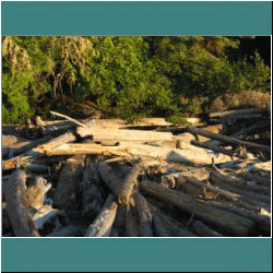 Driftwood Pukaskwa - Photo by Ulli Diemer