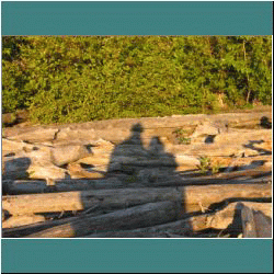 2011CG-0566-Driftwood-Pukaskwa - Photo by Ulli Diemer