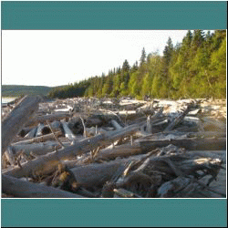 2011CG-0569-Driftwood-Pukaskwa - Photo by Ulli Diemer