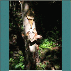 2011CG-0603-Birchtree-Pukaskwa - Photo by Ulli Diemer