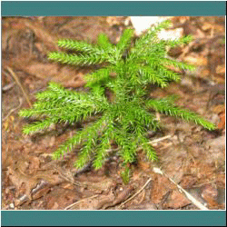 2011CG-0623b-Clubmoss - Photo by Ulli Diemer