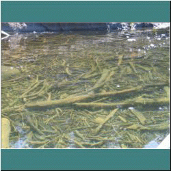 2011CG-0670-WoodUnderwater-Pukaskwa - Photo by Ulli Diemer