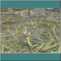 2011CG-0671-WoodUnderwater-Pukaskwa - Photo by Ulli Diemer