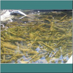 2011CG-0673-WoodUnderwater-Pukaskwa - Photo by Ulli Diemer