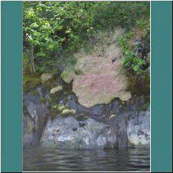 2011CG-0679-Lichen-Pukaskwa - Photo by Ulli Diemer