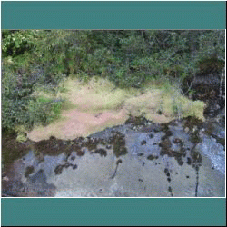 2011CG-0684-Lichen-Pukaskwa - Photo by Ulli Diemer