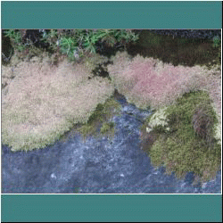 2011CG-0693-Lichen-Pukaskwa - Photo by Ulli Diemer