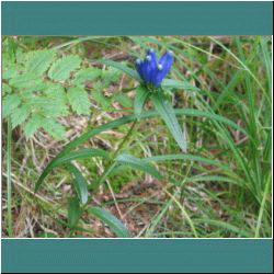 2011CG-0762-BlueFlower - Photo by Ulli Diemer