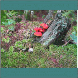 2011CG-0765-Mushrooms - Photo by Ulli Diemer