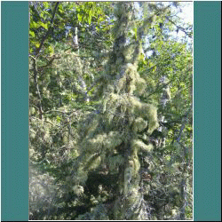 2011CG-0788-Tree-LakeSuperiorPark - Photo by Ulli Diemer