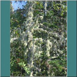 2011CG-0789-Tree-LakeSuperiorPark - Photo by Ulli Diemer