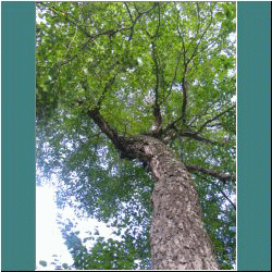 2011CG-0792-Tree-LakeSuperiorPark - Photo by Ulli Diemer