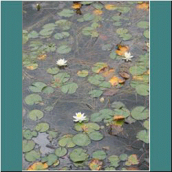 2011CG-0802-WaterLilies-LakeSuperiorPark - Photo by Ulli Diemer