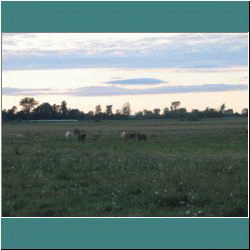 2011CG-0845-Cows-Manitoulin - Photo by Miriam Garfinkle