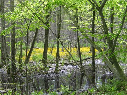 Parc Rondeau. Photo Ulli Diemer