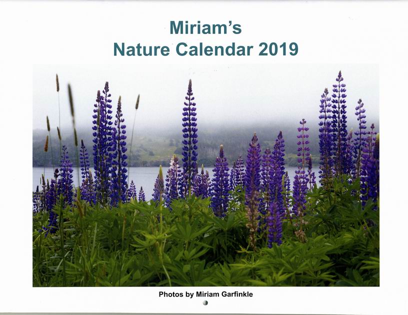 Lupines in Trinity Bay, Newfoundland. Photo by Miriam Garfinkle.