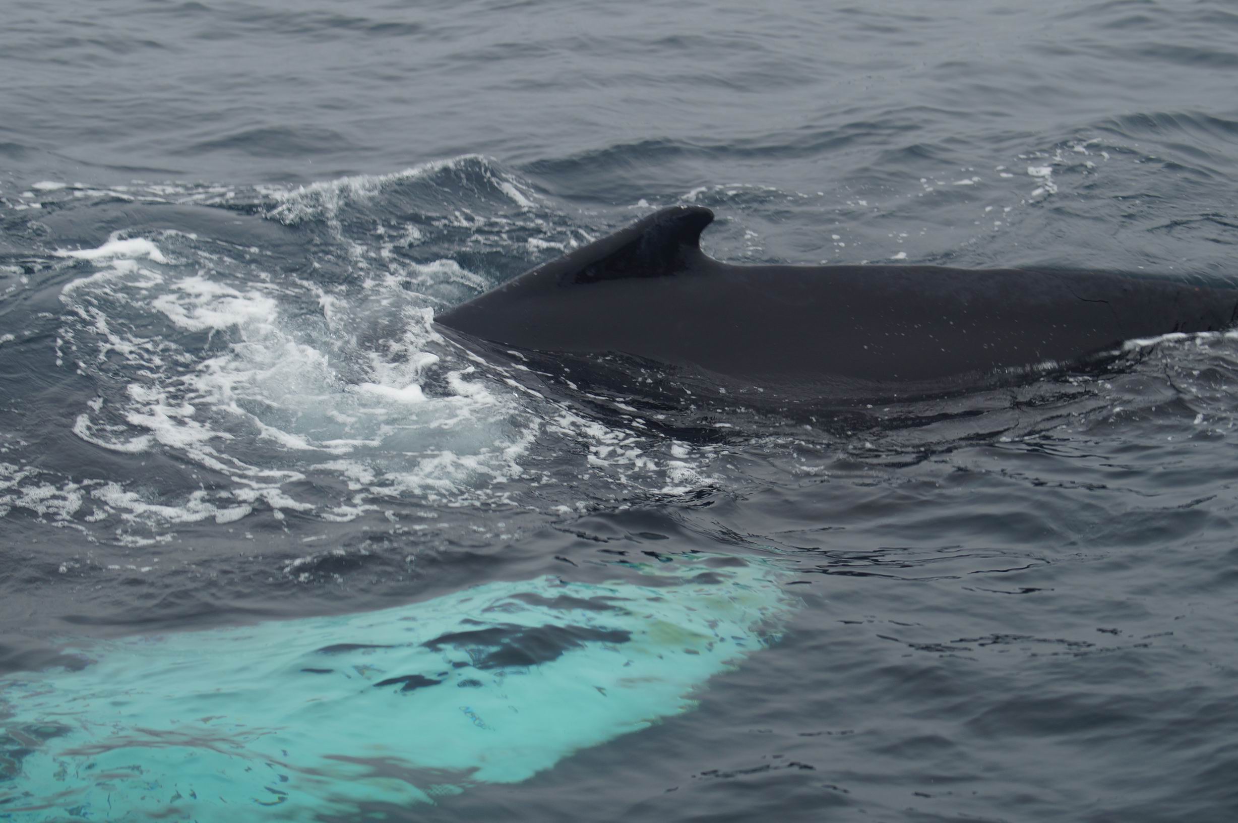 Humpback Whale. Photo by Miriam Garfinkle.