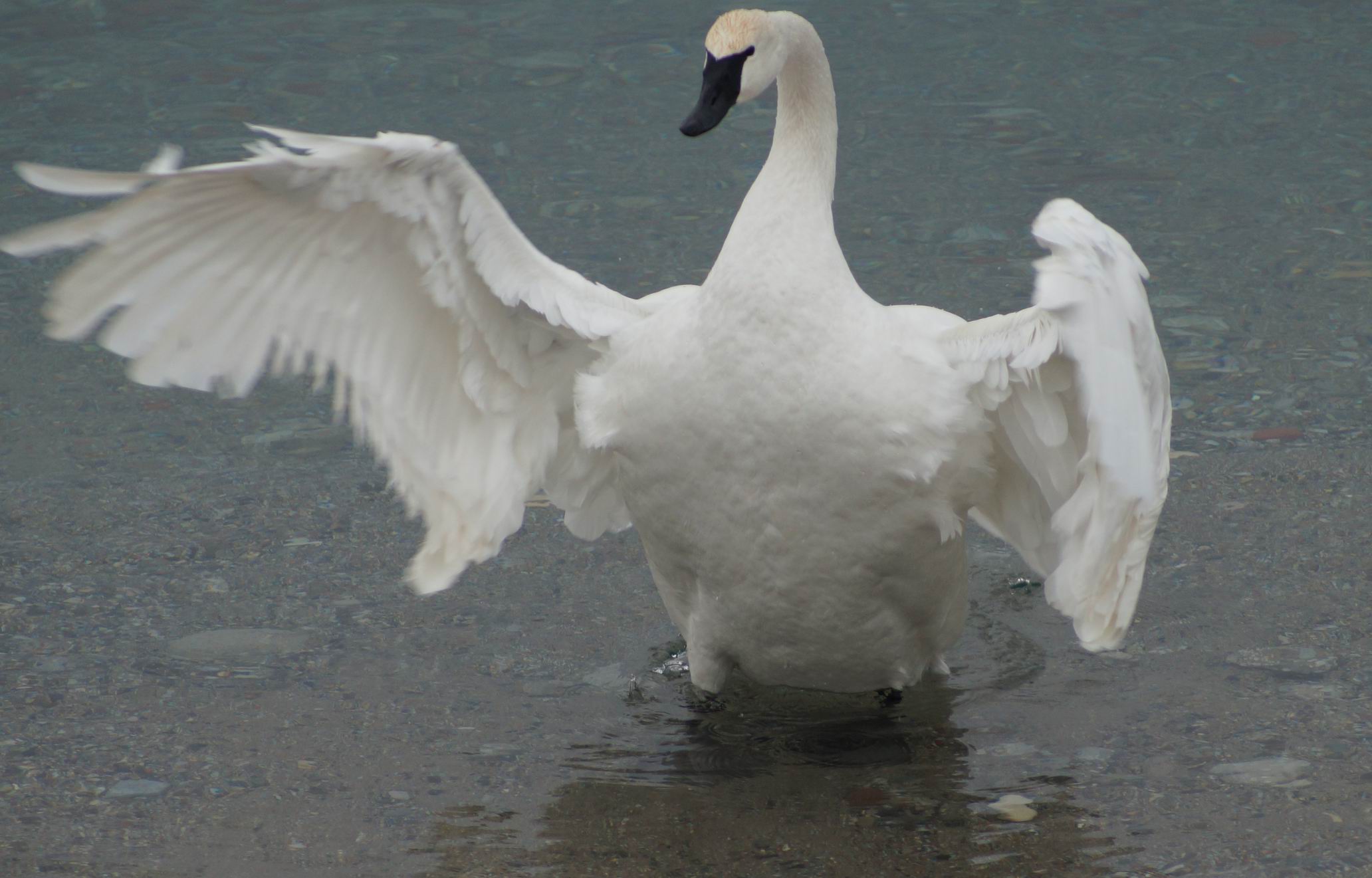 Trumpeter Swan, 2013. Photo by Miriam Garfinkle.