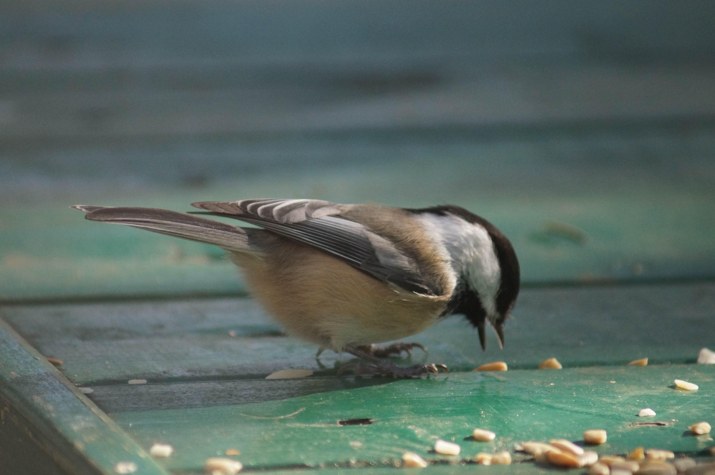 Chickadee photo by Miriam Garfinkle.