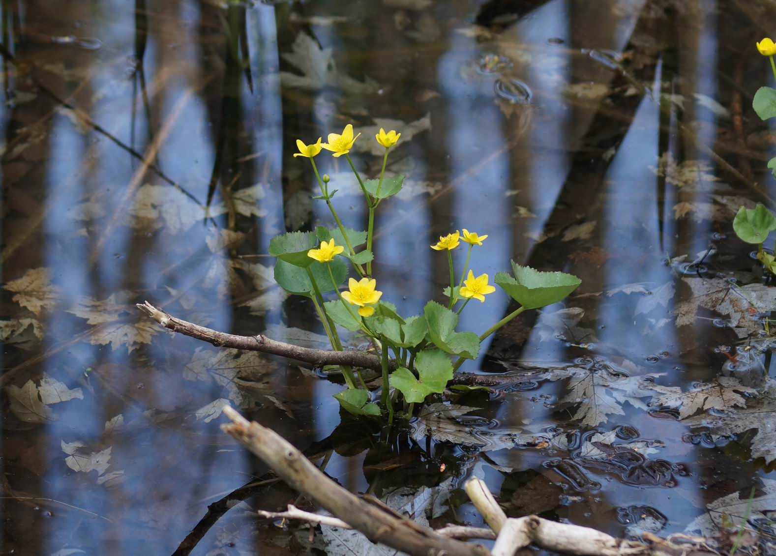 Marsh Marigolds, MacGregor Point