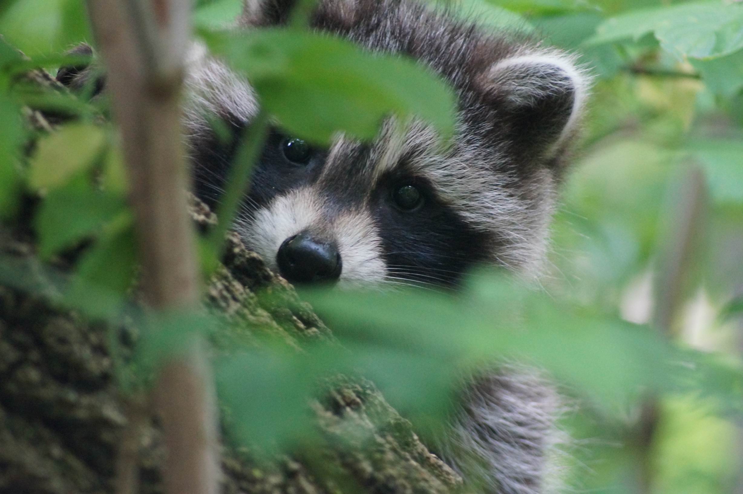 Raccoon - Downtown Toronto - Photo by Miriam Garfinkle.