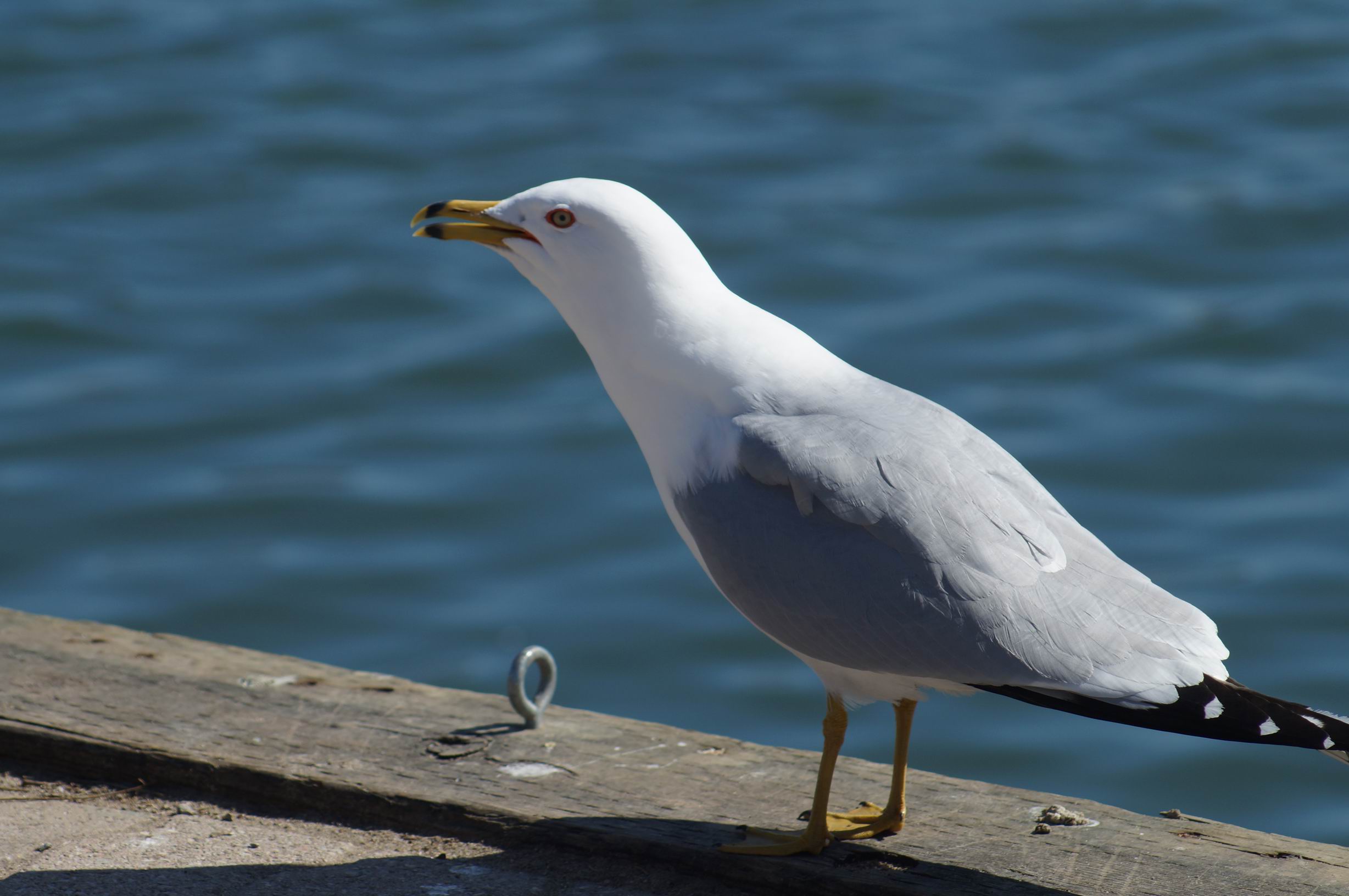 Ring-billed Gull, March 2013. Photo by Miriam Garfinkle.