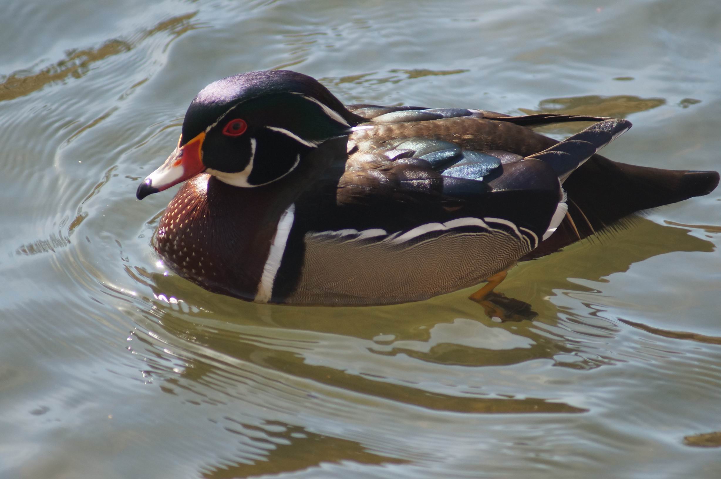 Wood Duck, 2013. Photo by Miriam Garfinkle.