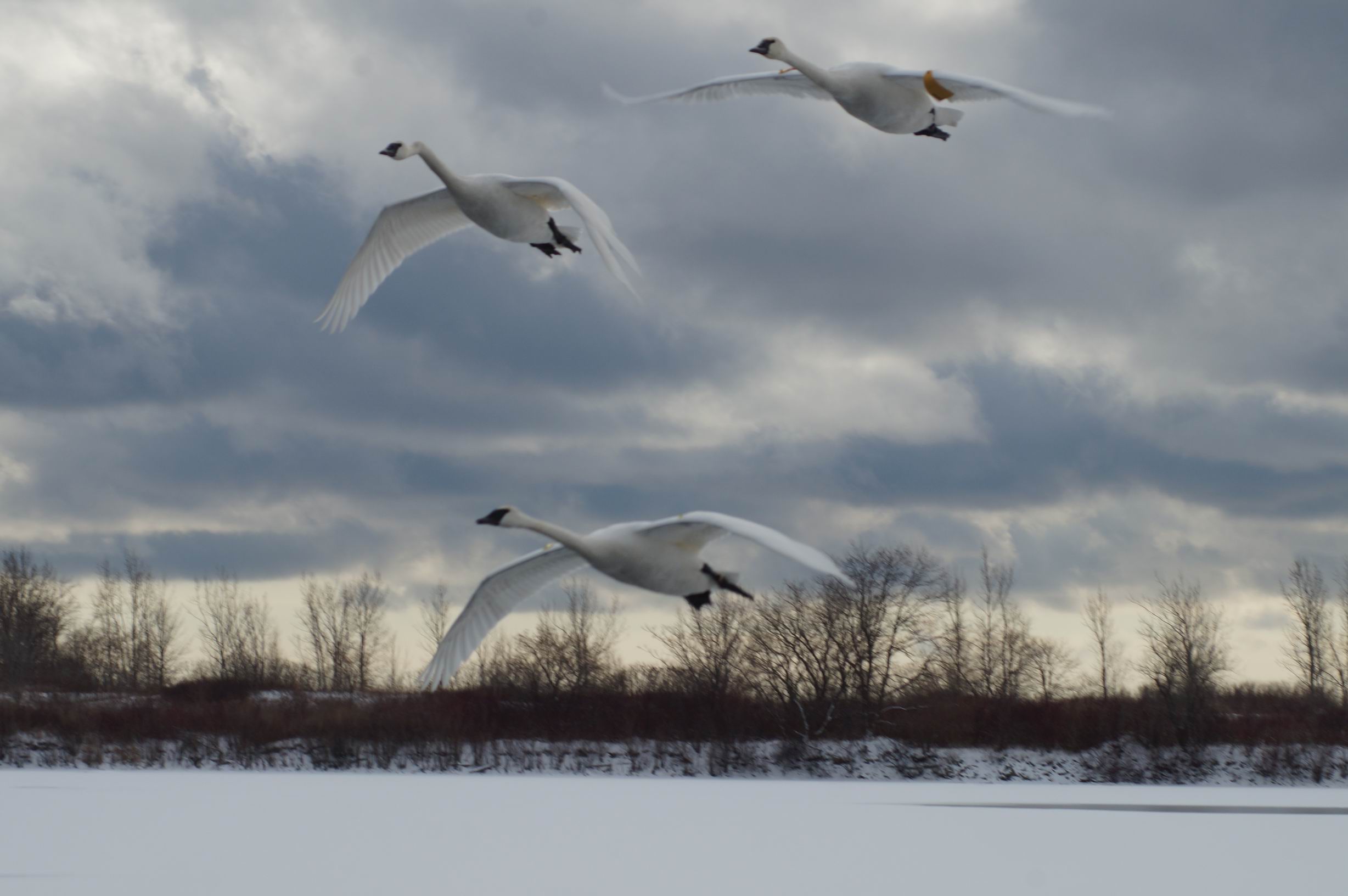 Trumpeter Swans