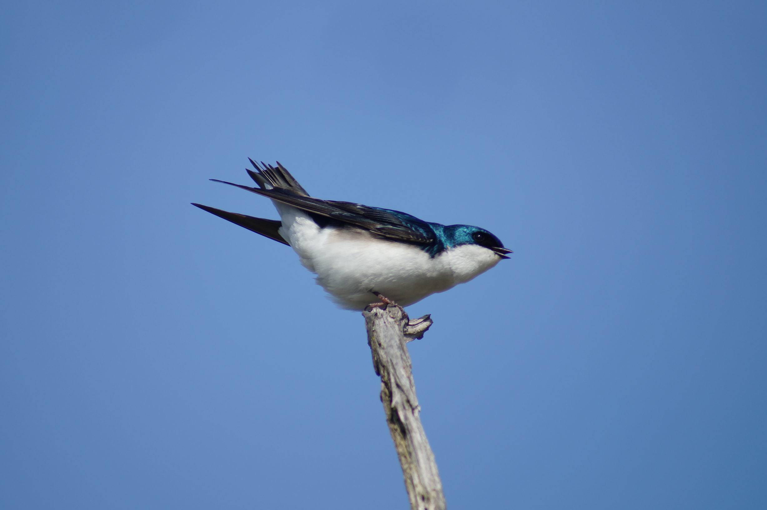 Tree Swallow. Photo by Miriam Garfinkle.
