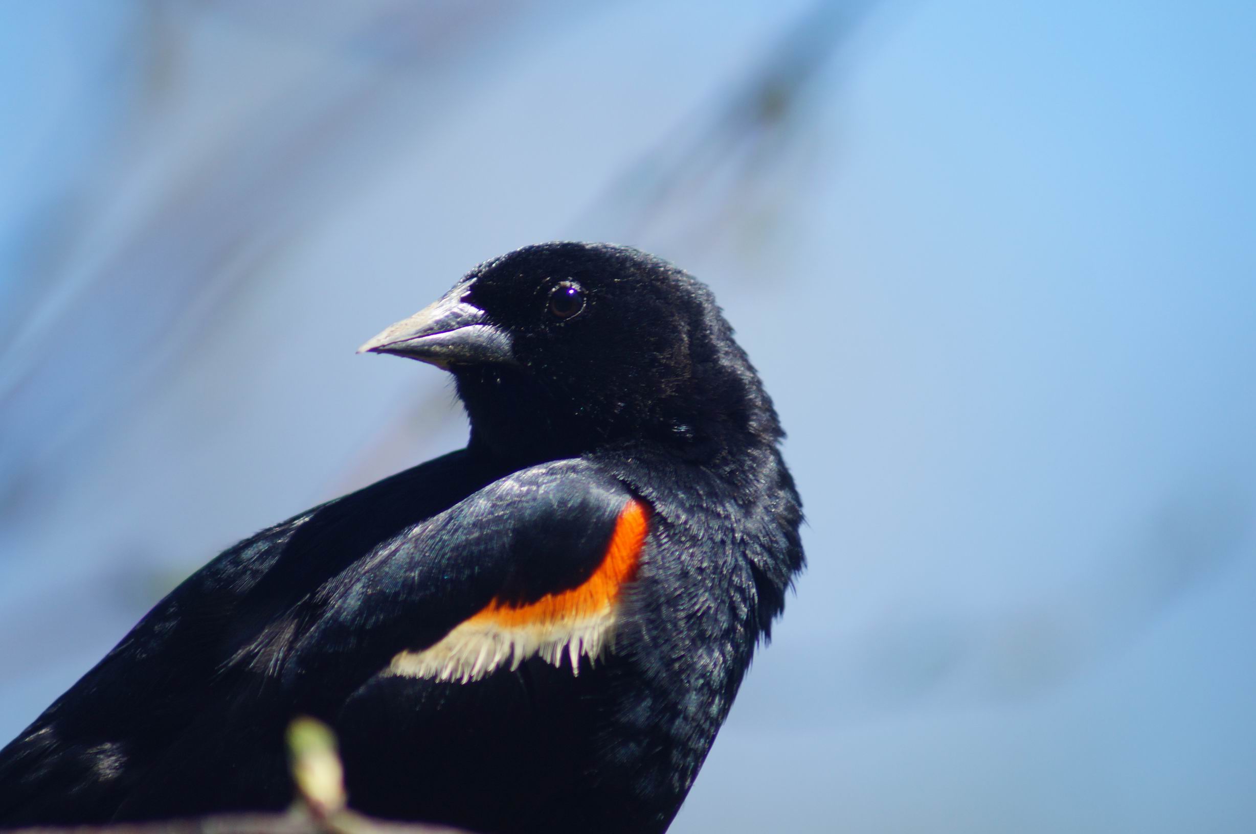 Redwinged Blackbird