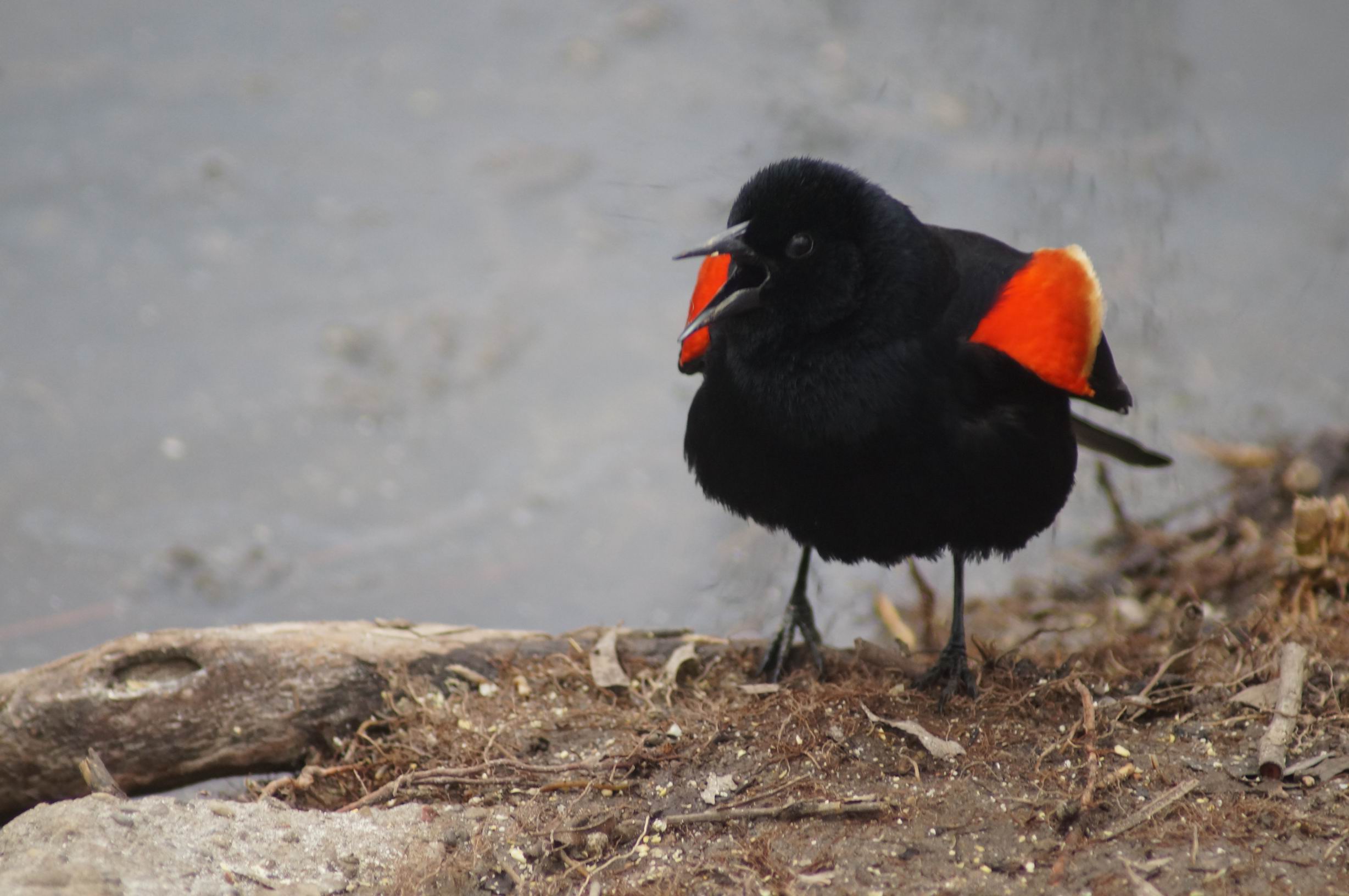 Red-winged Blackbird, 2018. Photo by Miriam Garfinkle.