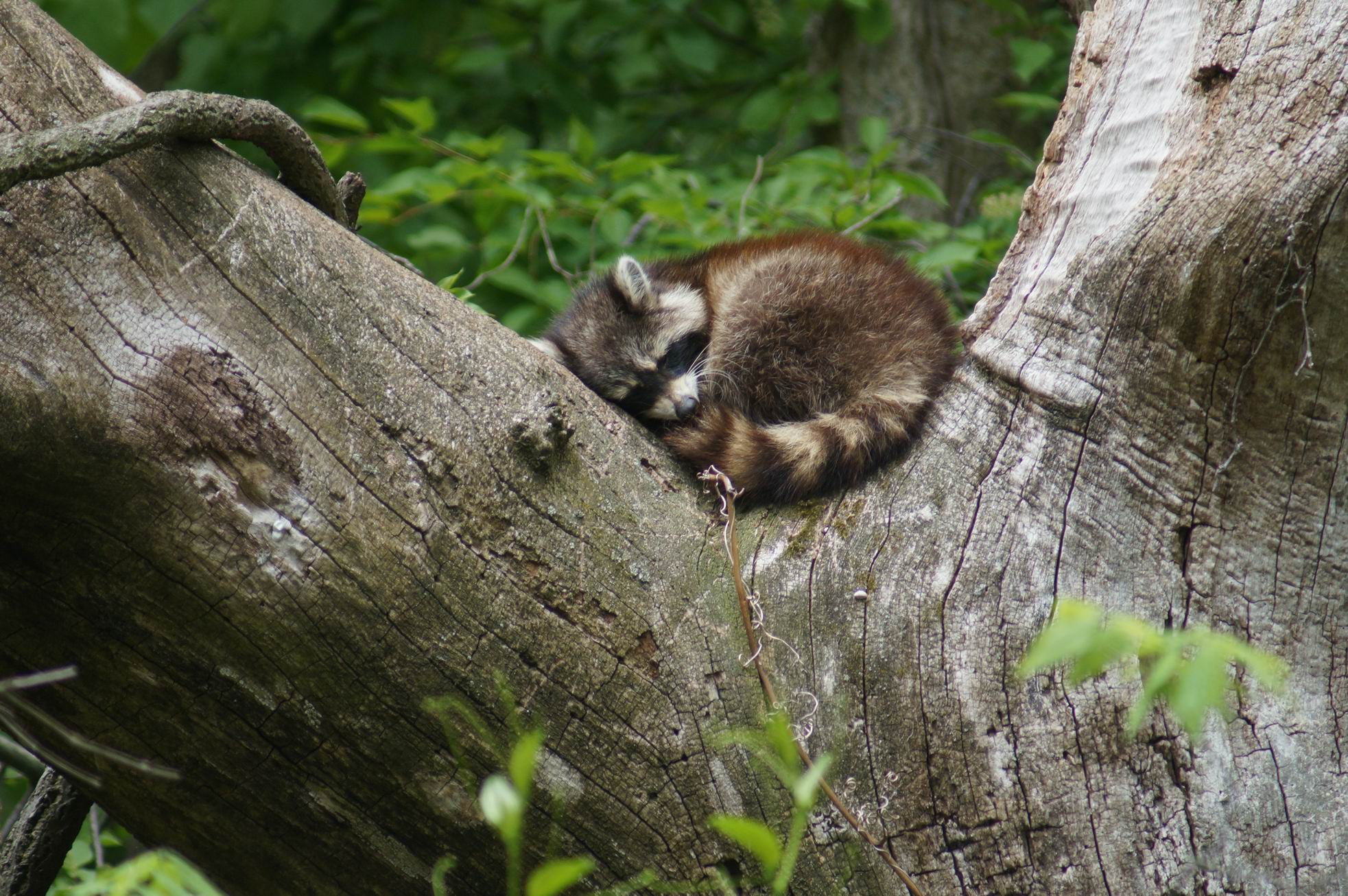Sleeping Baby Raccoon, Point Pelee