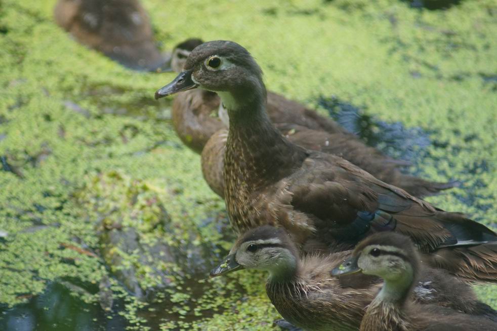Wood Duck mother with chicks, High Park, Toronto